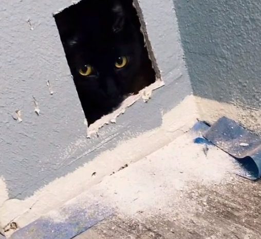 Gato desaparece e a dona o encontra dentro da parede! Caso rendeu vídeo "bombado" no TikTok!